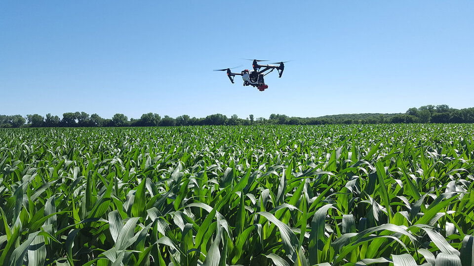 A drone hovering over a corn field.