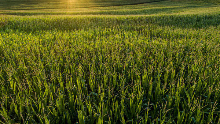 Sunshine on cornfield.